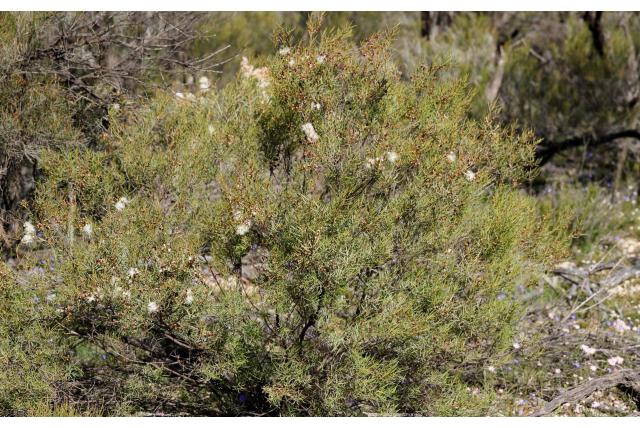 Schraper melaleuca
