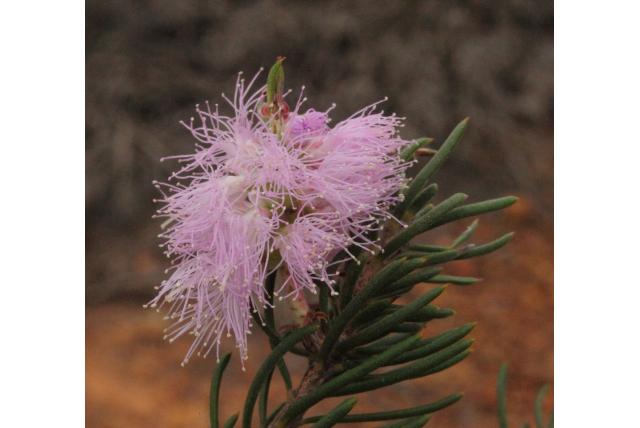 Bijna sikkelvormige melaleuca