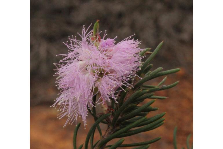 Melaleuca subfalcata -2229