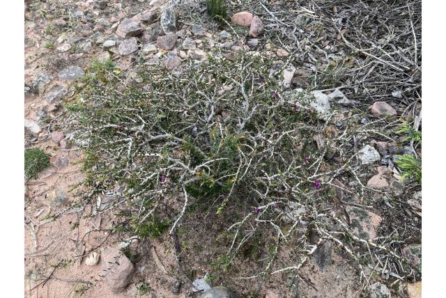 Violette melaleuca