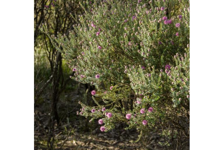Melaleuca maxwellii -2240