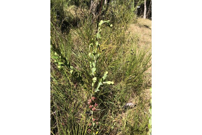 Pultenaea daphnoides 2243