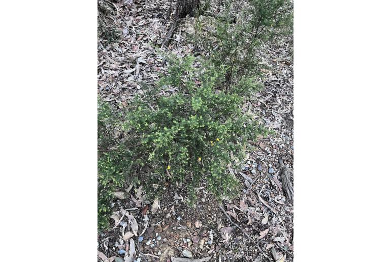 Pultenaea villosa 2244