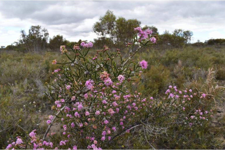 Melaleuca inops -2245