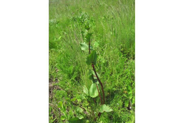 Eryngium planum 2246