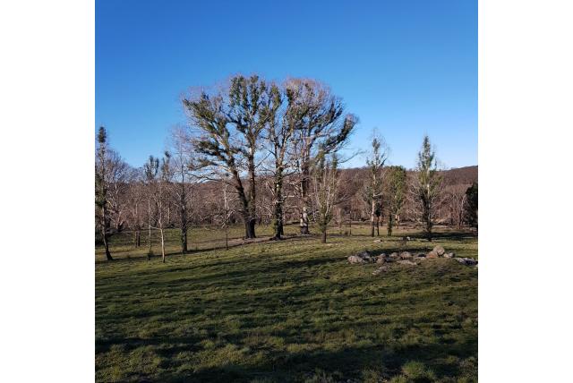 Grote badja Eucalyptus