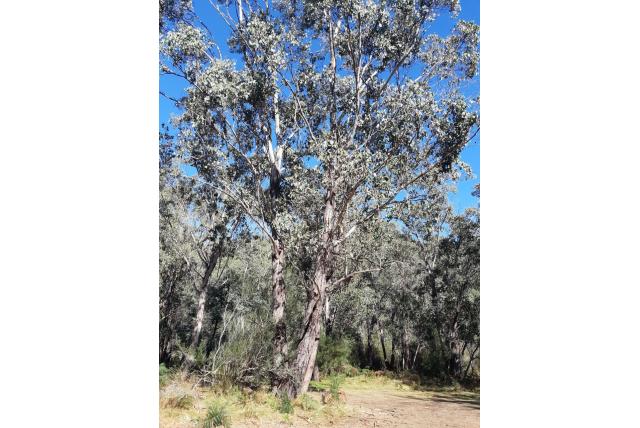 Bergmoeras gom Bergmoeras gom