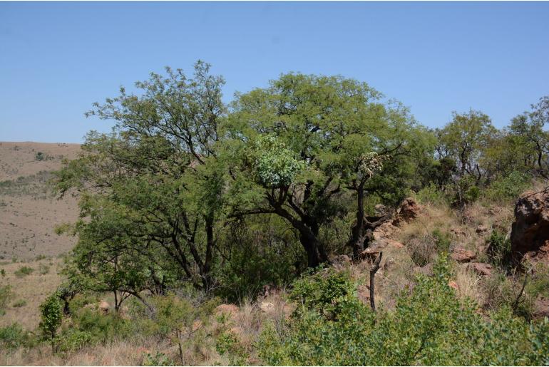 Senegalia afra&nbsp;2273