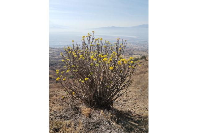 Vroegbloeiende pittocaulon