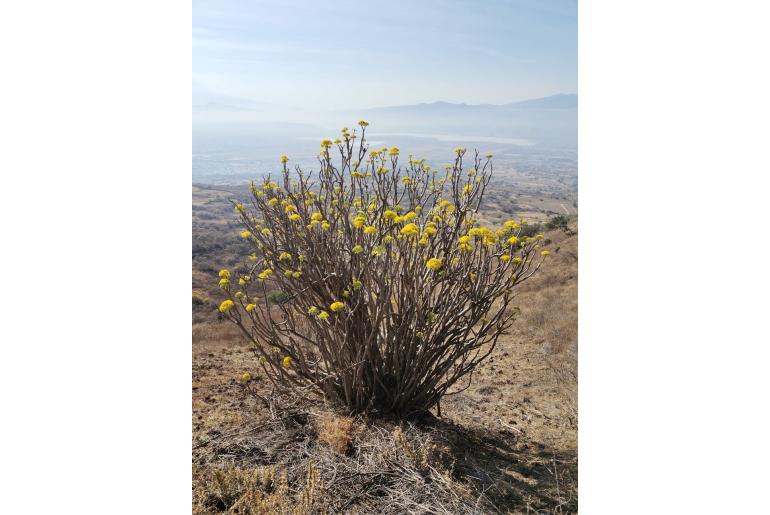 Pittocaulon praecox -2282