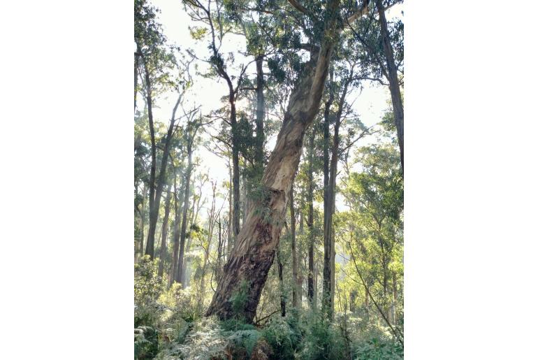 Eucalyptus cypellocarpa 2283