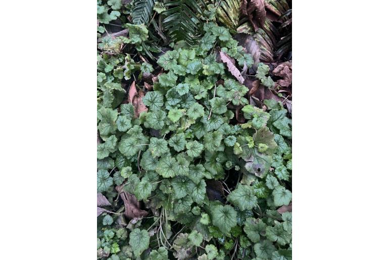 Tolmiea menziesii -2288