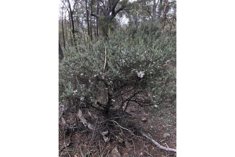 Leptospermum grandiflorum -2289