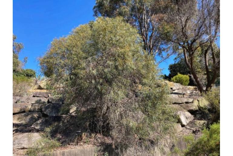 Eucalyptus moorei 2293