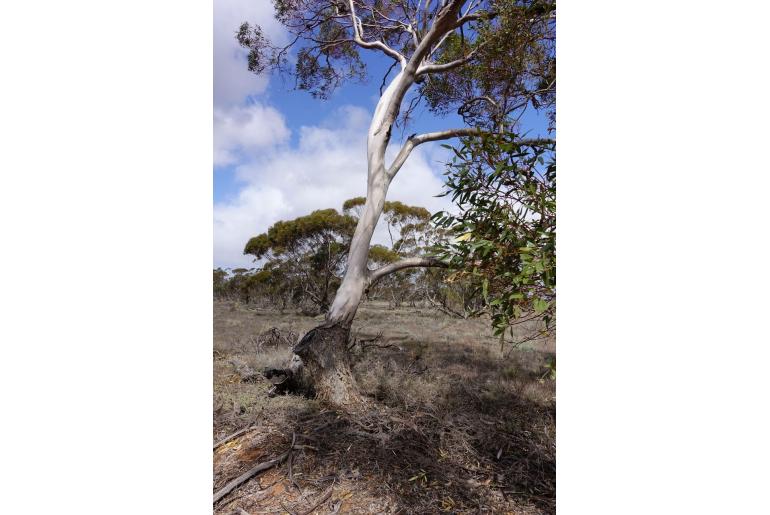Eucalyptus oleosa 2296