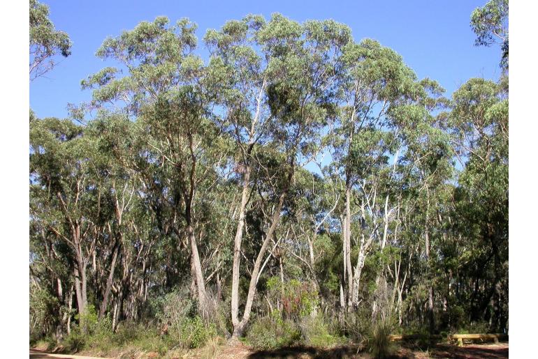 Eucalyptus piperita 2299