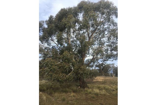 Rood-schors Eucalyptus