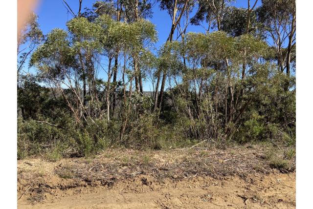 Rechte Blue Mountains Eucalyptus