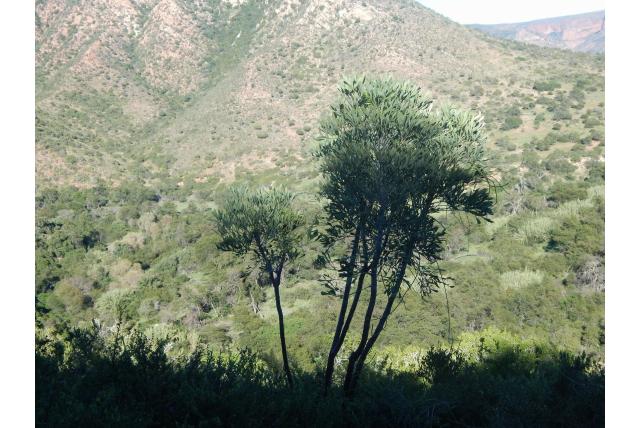 Gamtoos koolboom