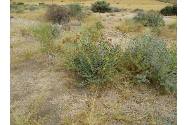Nette voet uit Namibië
