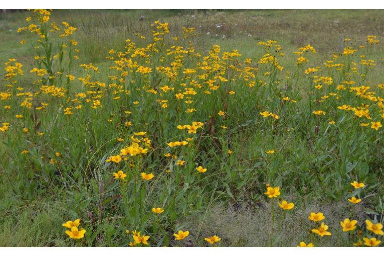 Bidens aurea -2350