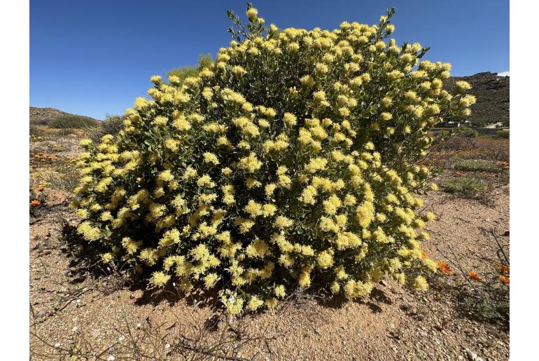 Pteronia divaricata -2352