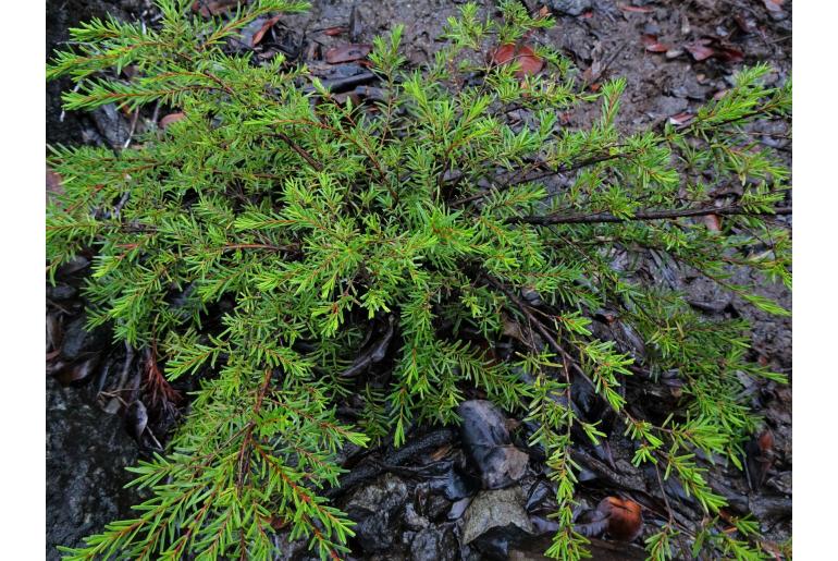 Sannantha virgata -2367