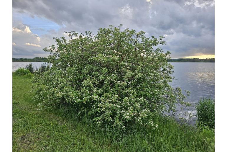 Cornus sericea -2369