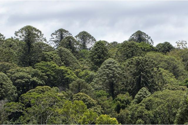 Bunya pine