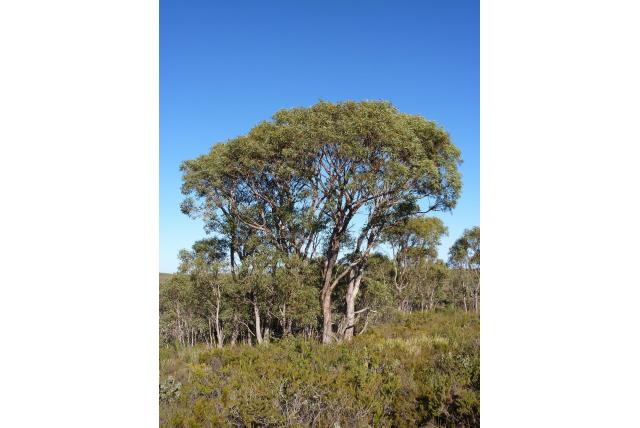 Cadda Road Eucalyptus Cadda Road Eucalyptus