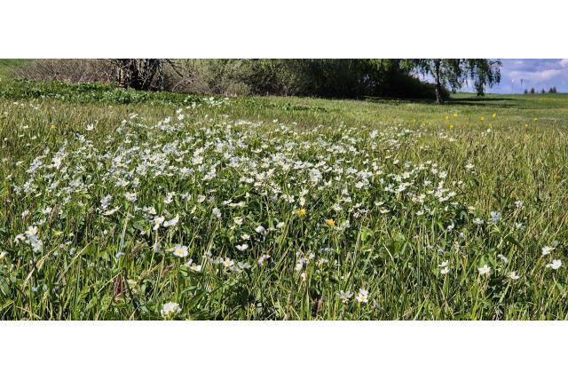 Witte boterbloem