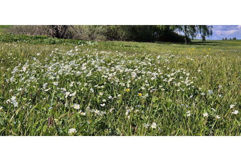 Ranunculus aconitifolius 2383