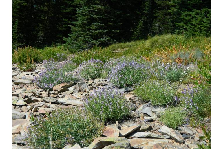 Penstemon lyallii 2391