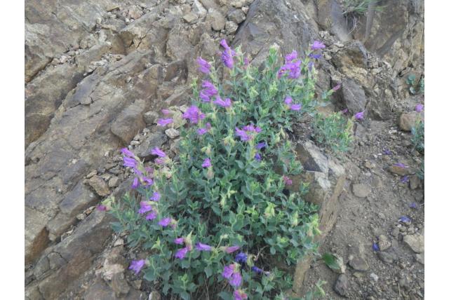 Berg penstemon