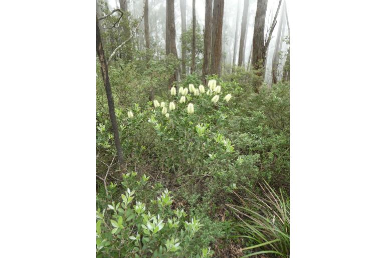 Melaleuca pallida 'Yellow' -2393
