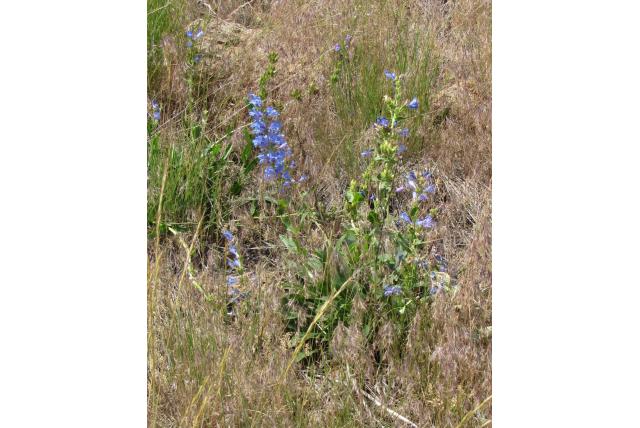 Payette penstemon
