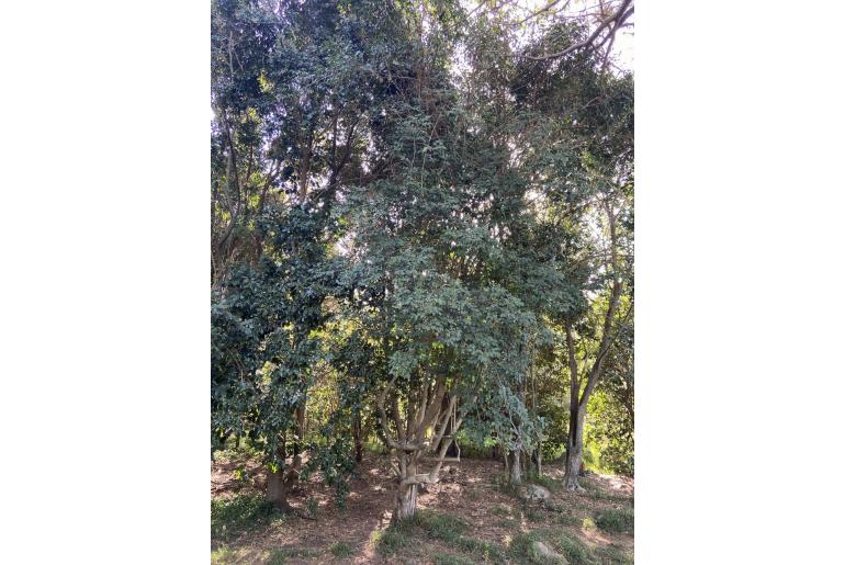 Canthium inerme -2405