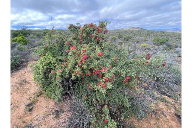 Namaqua erythrophysa