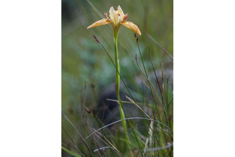 Moraea carnea 2412
