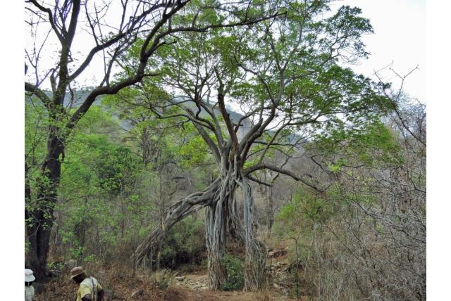 Zanzibar vijgenboom