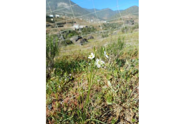 Geveerde trichopetalum