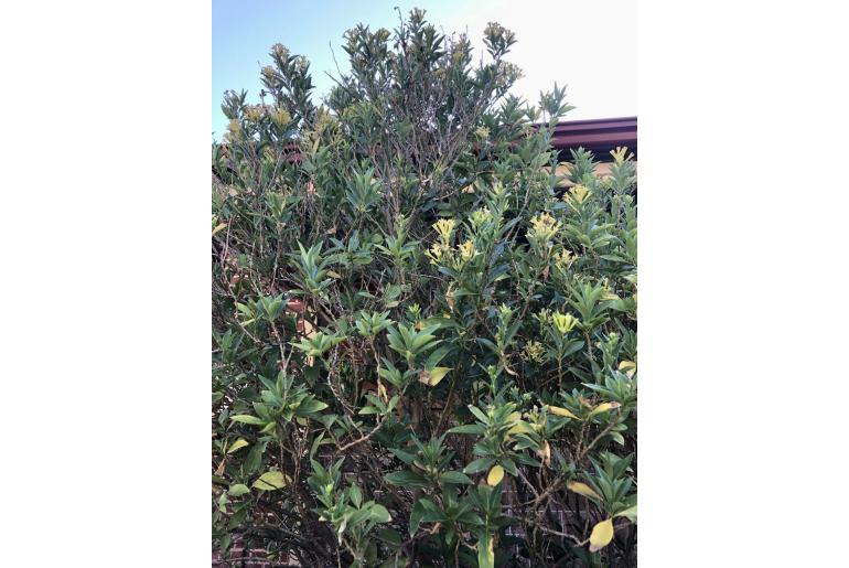 Cestrum parqui -2426