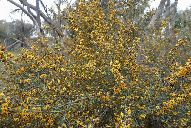 Brem daviesia