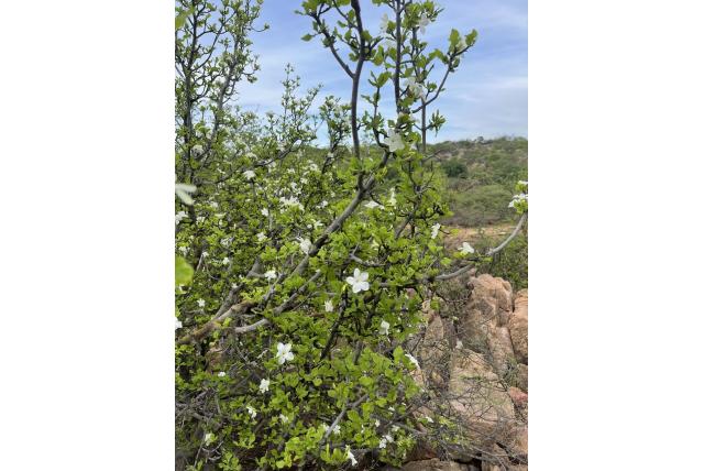 Hars gardenia