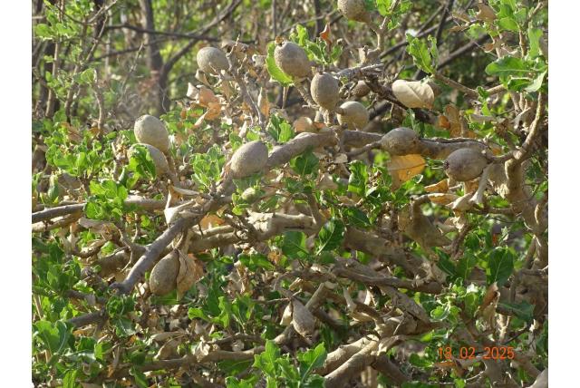 Driebladige gardenia