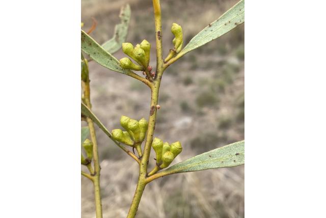 Mukinbudin Eucalyptus Mukinbudin Eucalyptus
