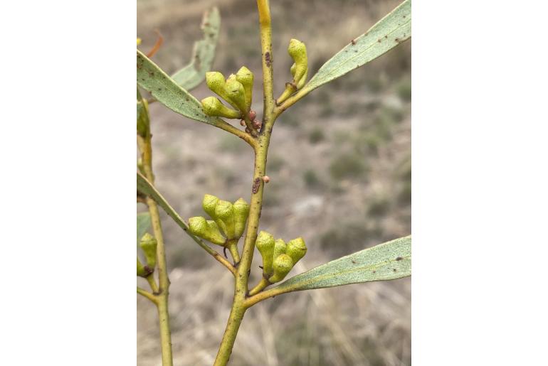 Eucalyptus brevipes 2448