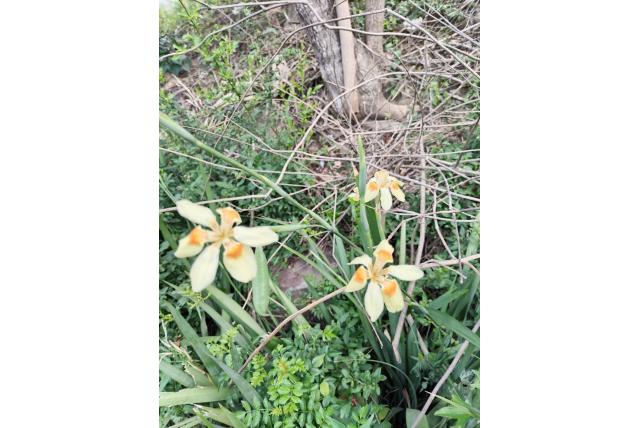 Geelachtige iris