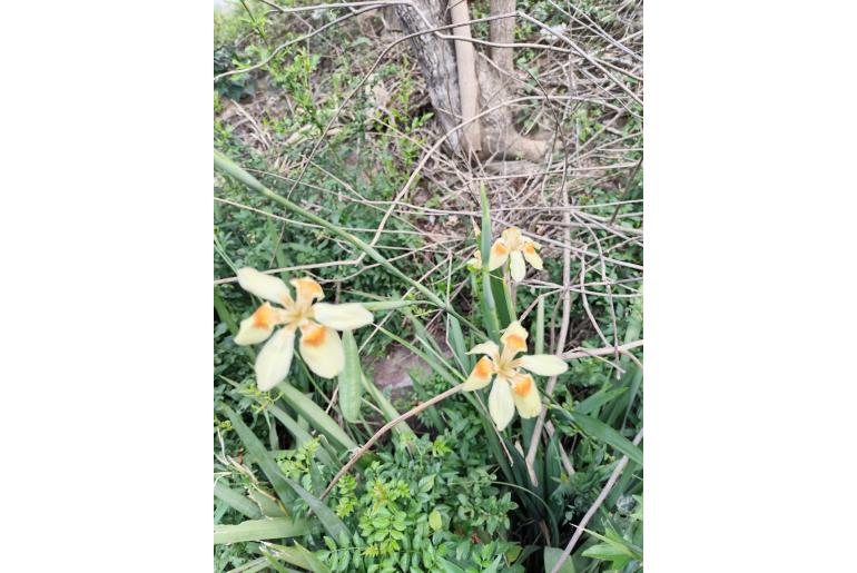 Dietes flavida -2449