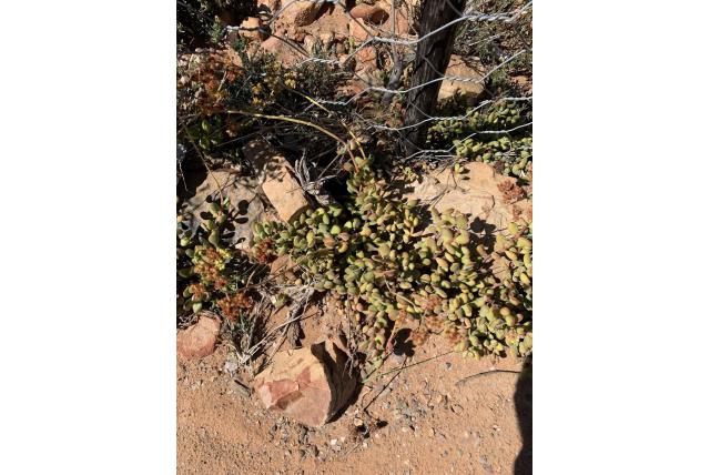 Roger's crassula